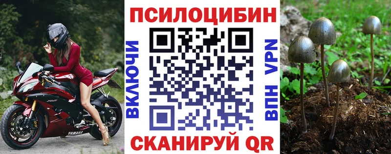 Купить где  Ступино  Псилоцибиновые грибы мицелий 